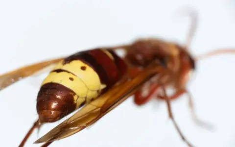 Avispas protegidas, con su abdomen anillado en amarillo y marrón, alas translúcidas y cuerpo peludo, son criaturas fascinantes.