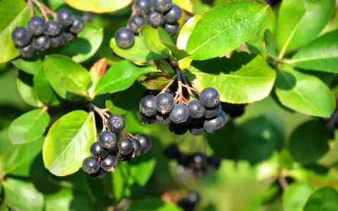 Reife Aroniabeeren hängen an einem Strauch. Bald ist Zeit zum Aronia schneiden, um den Ertrag im nächsten Jahr zu sichern.