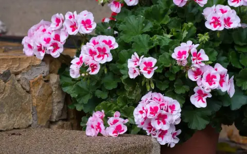 Pelargonie w doniczce, kwitnące na różowo i biało, rosnące w żyznej ziemi do pelargonii.