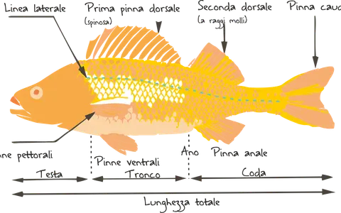 Illustrazione delle caratteristiche dei pesci: linea laterale, pinne dorsali, pettorali, ventrali, anale e caudale, con indicazione di testa, tronco e coda.