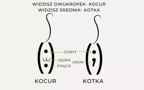 Jak sprawdzić płeć kotka - proste sposoby na rozróżnienie płci