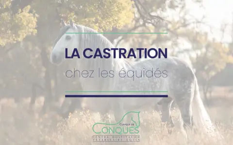 Un magnifique cheval gris se tient dans un champ. Le texte "LA CASTRATION chez les équidés" est superposé.