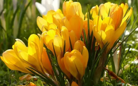 Krokusy, piękne żółte kwiaty wiosenne, rozkwitają na zielonej trawie. Ich nazwy to między innymi 'Golden Yellow' czy 'Yellow Mammoth'.