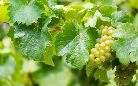 Grappoli d'uva bianca matura tra foglie verdi. Il loro **est est est significato** è la promessa di un buon vino.