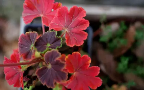 Närbild på gammaldags pelargoner med djupröda och mörklila blad. Vackra bladnerver syns tydligt.