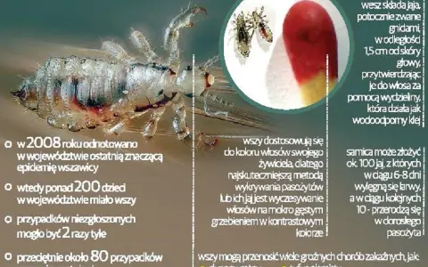 Czy farba zabija wszy? Prawda o gnidach i bezpieczne leczenie