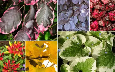 Piękne liście ozdobne do ogrodu wieloletnie: purpurowe, różowo-zielone, żółte i pstrokate.