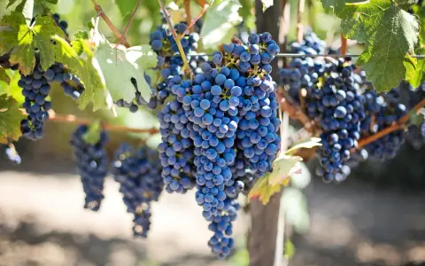 Reife, dunkelblaue Trauben hängen an einem Rebstock. Diese rotwein rebsorten sind bereit für die Ernte.