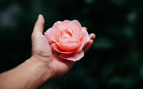 Una mano sostiene una rosa rosa pálido, perfecta para saber que flor regalar a una mujer.