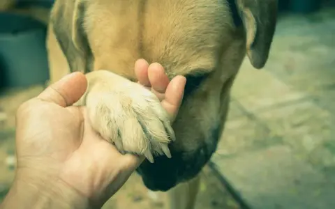 Une main tient la patte d'un chien. Mon chien ne pose plus sa patte avant par terre, il semble triste.