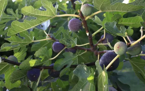 Comment faire pousser un figuier à partir d'une figue : des figues vertes et violettes mûrissent sur un arbre feuillu, promettant de futurs plants.