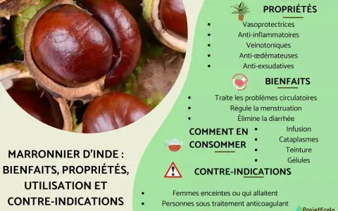 Gros plans sur des marrons d'Inde, évoquant les nombreux bienfaits du marronnier d'Inde pour la circulation et la santé.