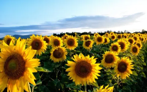 Champ de tournesols éclatants sous un ciel bleu. La date semis tournesol idéale pour une telle floraison.