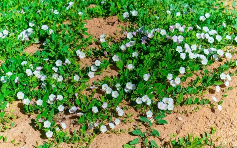 Åkervinda, en invasiv växt, sprider sig snabbt med sina vita blommor över den torra jorden.