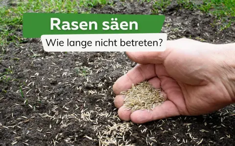Rasen säen: Wie lange nicht betreten? Eine Hand hält Rasensamen über frisch gesäte Erde, auf der bereits erste grüne Halme sprießen.