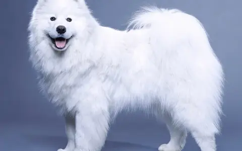 Samojed ma włosy czy sierść? Odkryj prawdę o jego futrze