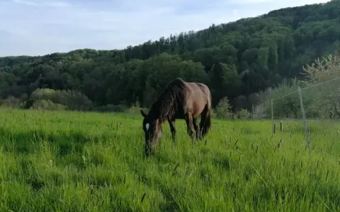 Un cheval brun broute dans une prairie verdoyante. Le moment idéal pour penser à quand semer prairie chevaux, avec des collines boisées en arrière-plan.