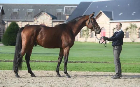 Un magnifique cheval bai, digne d'el diarado d'euskadi, se tient fièrement devant un homme, dans un cadre champêtre.