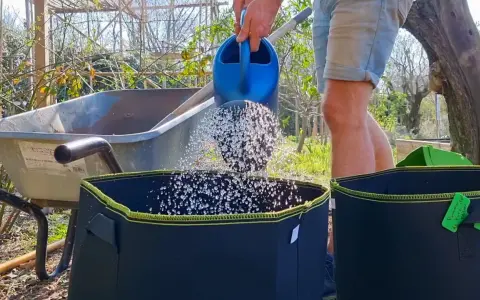 Arrosage d'un sac de culture pour faire pousser des pommes de terre dans une poubelle.