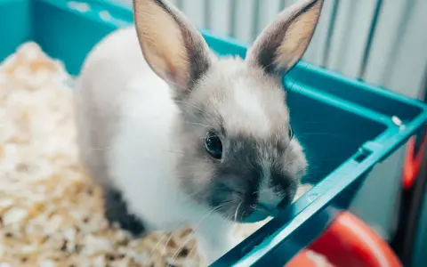 Kleines Kaninchen im Käfig, das stubenrein machen lernt.