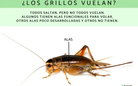 Un grillo con alas funcionales. No todos los grillos vuelan, algunos tienen alas poco desarrolladas.