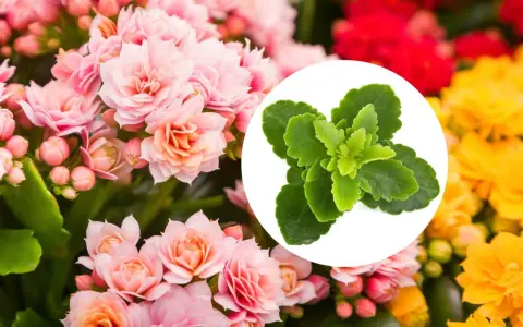 Kwiat kalanchoe w odcieniach różu, czerwieni i żółci. W okręgu zielone liście tej rośliny.