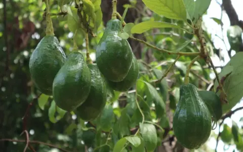 Grappe d'avocats verts mûrs sur une branche. L'avocatier taille est impressionnante, promettant une belle récolte.