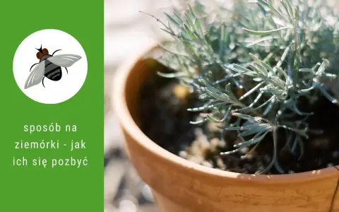 Grafika z ziemiórką i tekstem "sposób na ziemiórki - jak ich się pozbyć". W tle doniczka z rośliną.