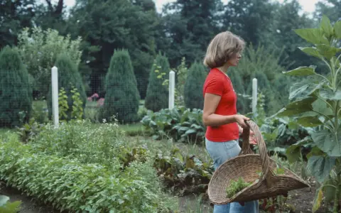 Donna con cesto raccoglie erbe aromatiche in orti bellissimi, circondata da verdure rigogliose e alberi verdi.