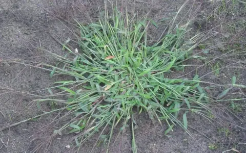A clump of crabgrass spreads across bare soil. This resilient weed thrives in disturbed areas, explaining why crab grass grows so readily.