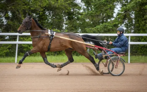 Un cavalier français en action, menant un cheval au trot sur une piste sablonneuse, entouré de verdure.
