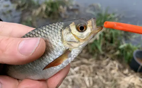 Ein kleiner Fisch wird mit einer Stipprute gefangen. Die Montage ist gut zu erkennen, wie der Fisch den Köder nimmt.
