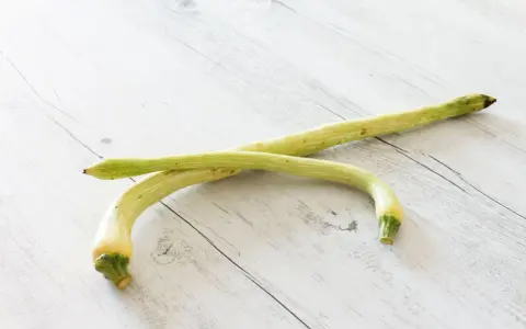 Due zucchine trombetta, perfette per gustose ricette estive, adagiate su un tavolo di legno chiaro.