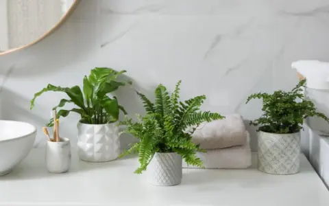 Tres plantas para el baño, un helecho frondoso y una planta de hoja ancha, aportan frescura y vida a la encimera junto al lavabo.