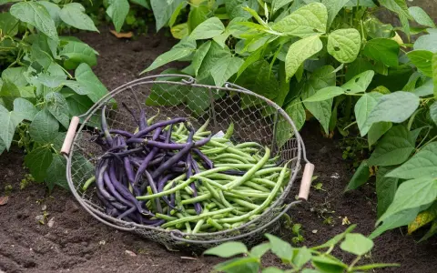 Panier de haricots verts et violets, prêts à être cuisinés. Ces haricots verts mange tout promettent un repas savoureux.