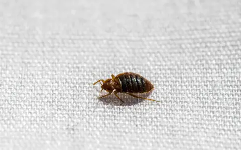 Un diminuto insecto marrón, un chinches, camina sobre la tela blanca de un colchón.