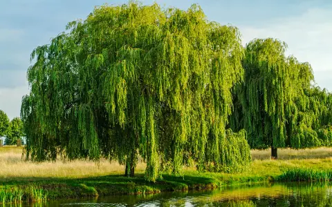 Un grand saule pleureur, ses branches tombantes comme des cascades vertes, se reflète dans l'eau calme. Il semble que le saule pleureur perd ses feuilles, mais c'est juste la lumière qui joue.