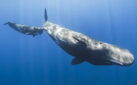 Due capodogli nuotano in acque blu. Questi giganti marini si nutrono principalmente di calamari, cacciati nelle profondità oceaniche.