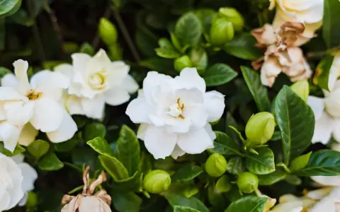 Kwiat gardenia w pełnym rozkwicie, otoczony zielonymi liśćmi i pąkami.