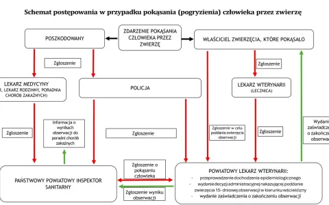Schemat postępowania po pogryzieniu przez zwierzę, wskazujący na konieczność zgłoszenia i obserwacji zwierzęcia w celu wykluczenia wścieklizny.