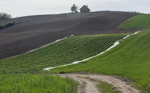 Krajobraz rolniczy ze wzniesieniem, na którym stoi dom. Pola uprawne z rzędami zielonych roślin, czarnoziemu i zielonej trawy. Droga gruntowa. Dane o średnie ceny gruntów gus.
