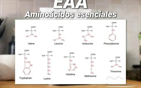 Fórmulas químicas de aminoácidos esenciales como Valina, Leucina, Fenilalanina, Triptófano, Lisina, Histidina, Metionina y Treonina. Aprende como tomar aminoacidos.