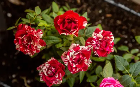 Striped red and white mini roses blooming. Proper mini roses care ensures vibrant blooms like these.