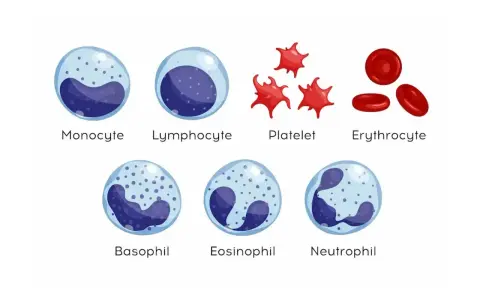 Ilustracja komórek krwi: monocyt, limfocyt (lekko podwyższone limfocyty), płytka krwi, erytrocyt, bazofil, eozynofil, neutrofil.