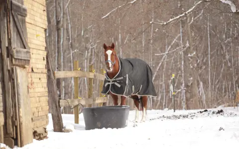Un cheval qui transpire au repos en hiver, couvert d'une couverture, se tient près d'un abreuvoir dans la neige.
