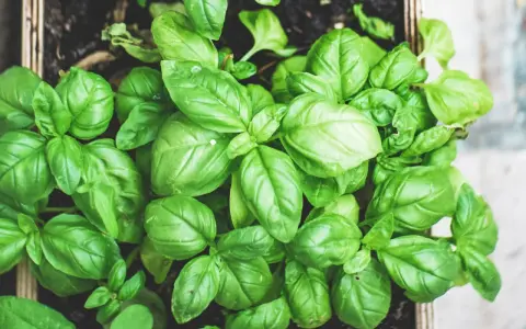 Świeża bazylia w skrzynce, idealna przyprawa do pesto, sosów i sałatek. Jej aromat wzbogaci każde danie.