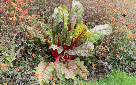 Mangold mit roten Stielen und grünen Blättern wächst neben kleinen orangefarbenen Blüten. Sie sind gute Nachbarn im Garten.