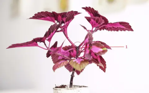 En vacker palettblomma med mörklila och rosa blad. En röd cirkel markerar var man ska toppa palettblad för att få en buskigare planta.
