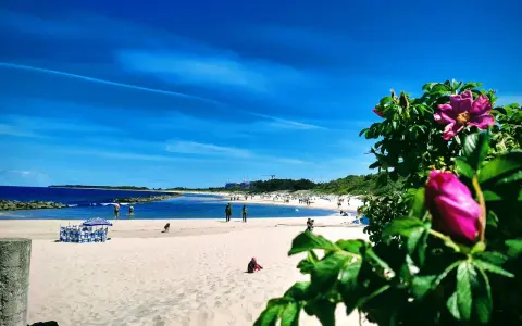 Słoneczne wakacje nad Bałtykiem. Piękny, błękitny dzień na piaszczystej plaży z kwitnącym dzikim różem w tle.