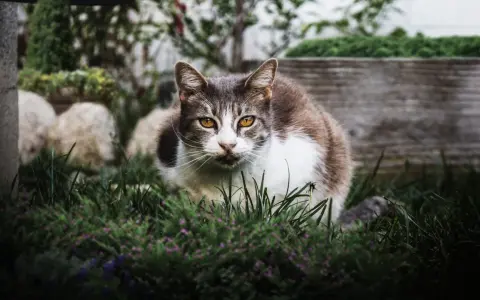 Un chat tigré et blanc aux yeux ambrés, assis dans l'herbe. Il semble observer, peut-être une idée de comment éloigner les chats du jardin.